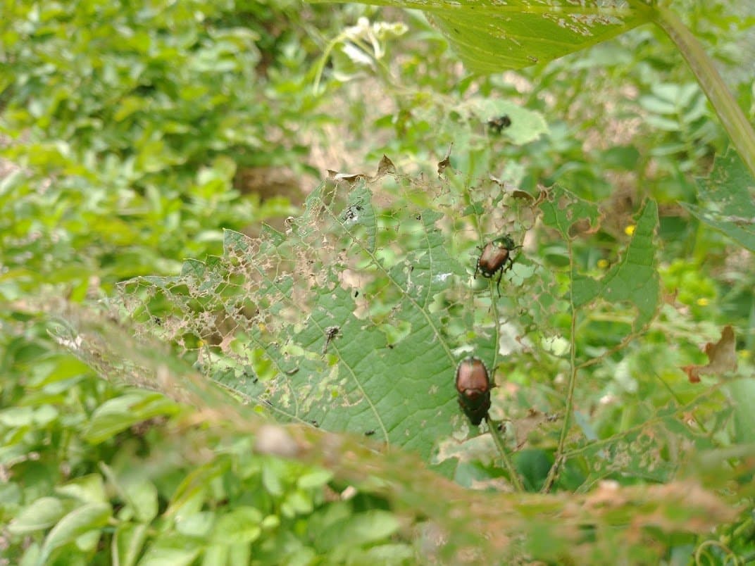 Conventional & Organic Insecticides for Japanese Beetle