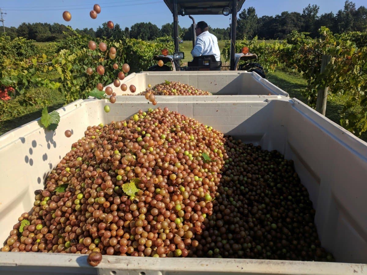 The State of the North Carolina Muscadine Industry