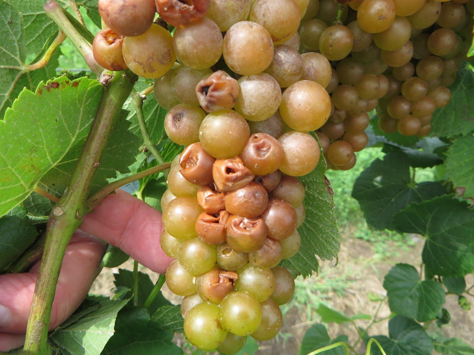 The Difference Between Bitter Rot and Sour Rot