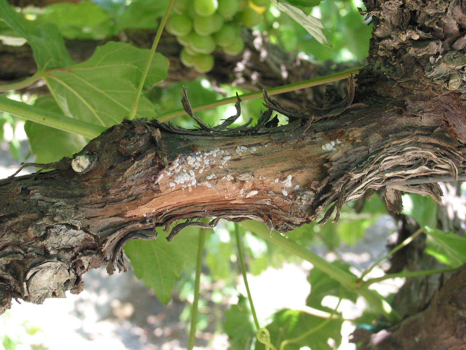 A New Effective Way to Control Mealybugs in the Vineyard