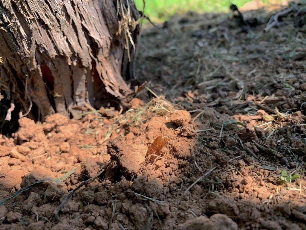 Grape Root Borer Adults Detected in North Georgia
