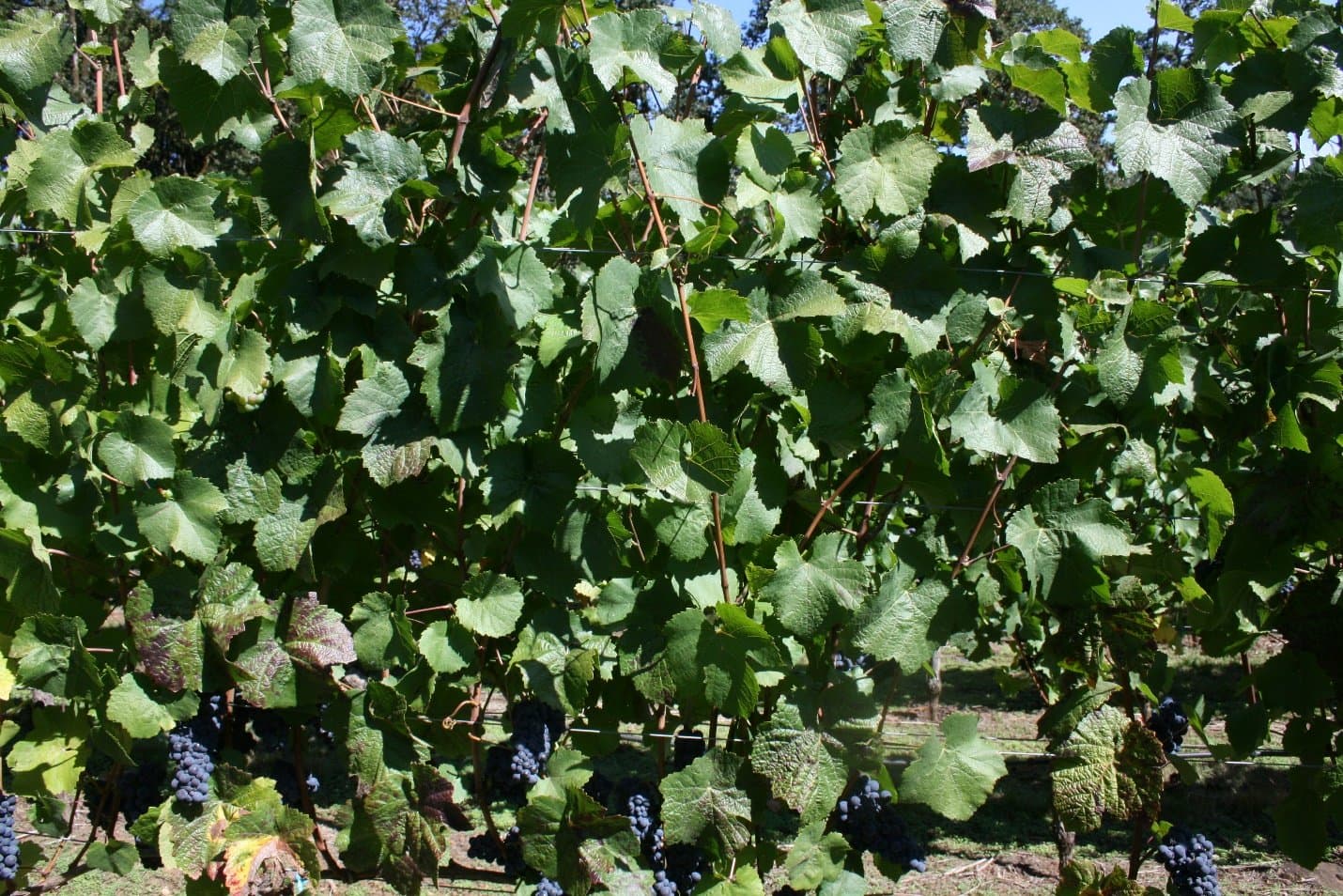 Grapevine Red Blotch Disease may have Little Impact on Pinot Noir in the Willamette Valley