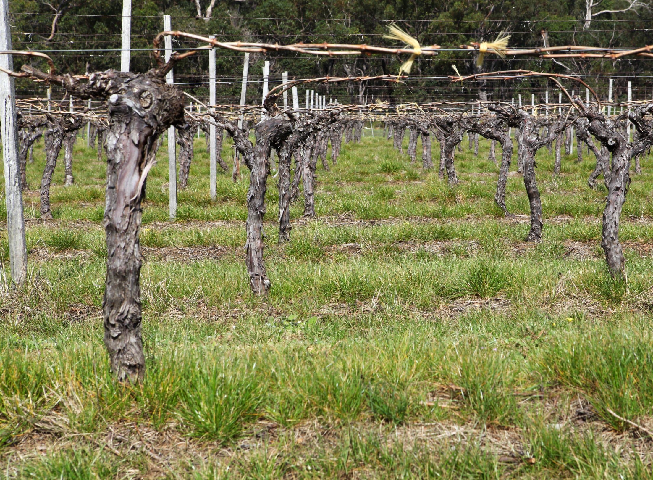 Recurrent Selection with Glufosinate at Low Rates Reduces Italian Ryegrass Resistance