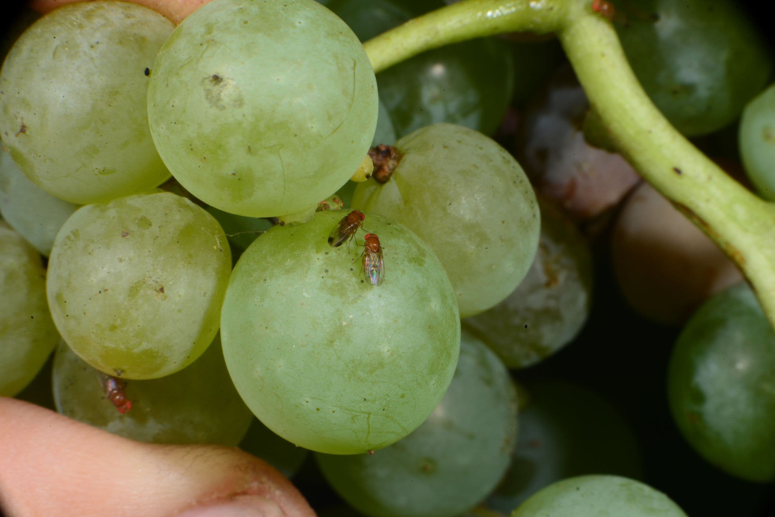Drosophila and Sour Rot Management