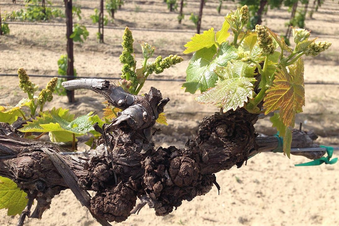 Crown Gall in Missouri Vineyards