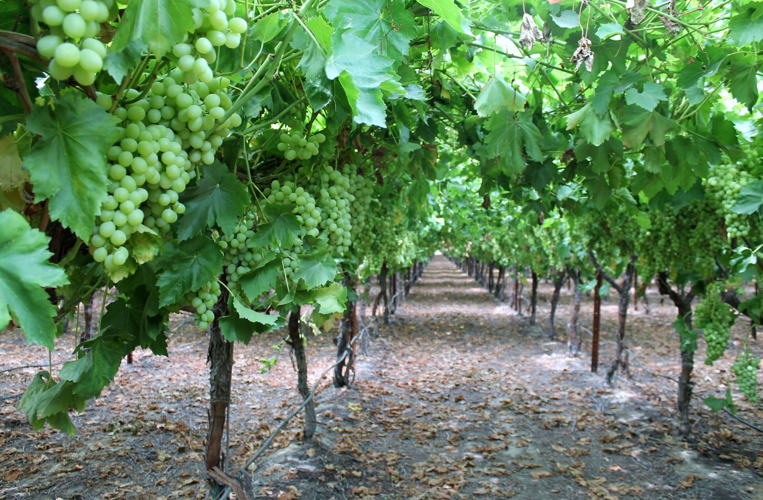 CA Table Grape Season in Full Swing with Lower Crop Estimate