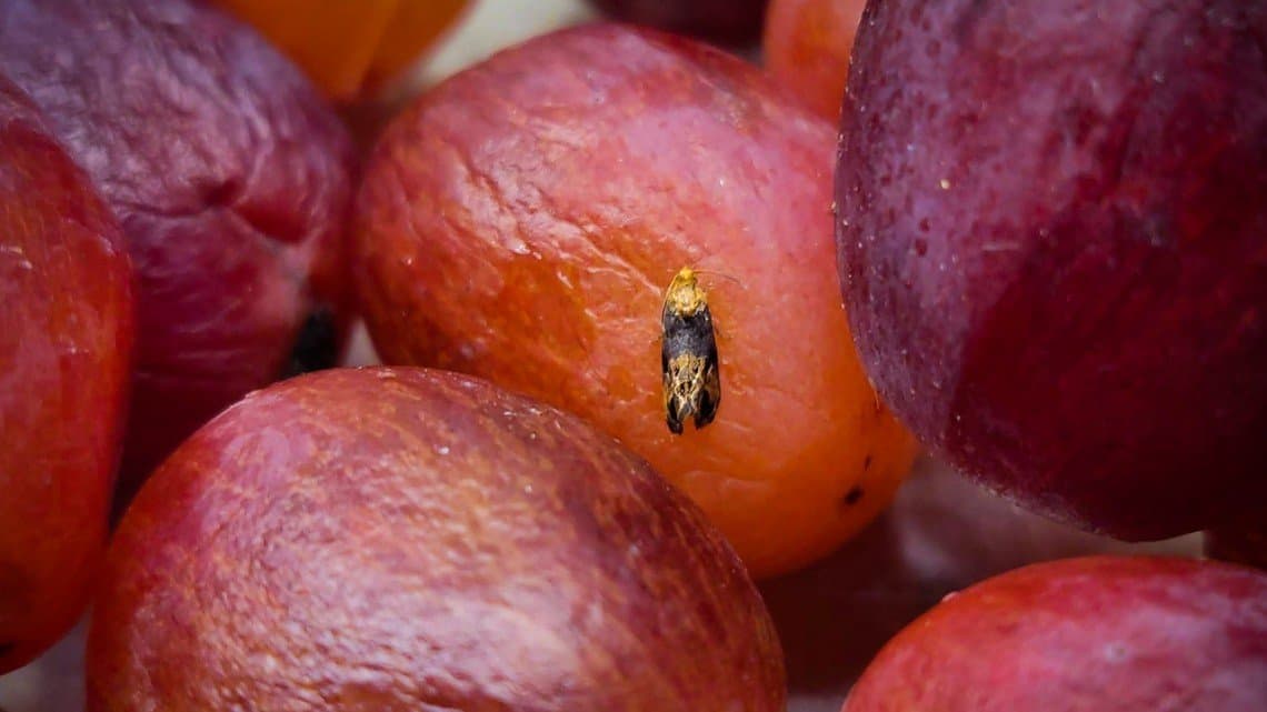 Berry Moth Control: Michigan Grape Harvest Prep