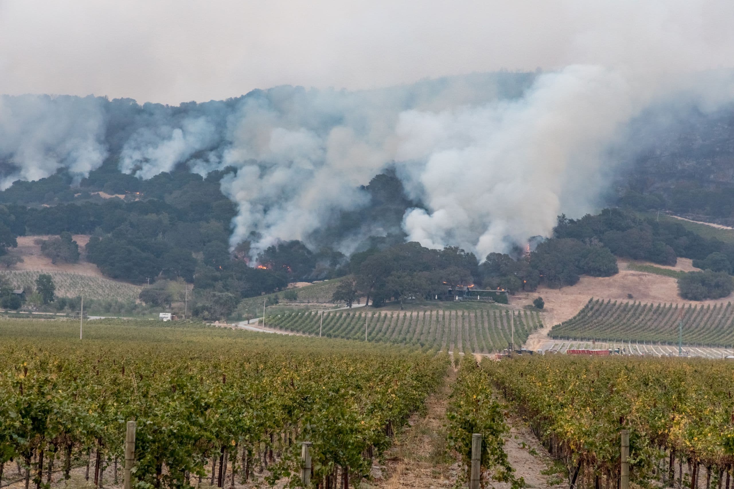 Wine Industry Affected by Wildfires Seeks Extension of Disaster Payment Program