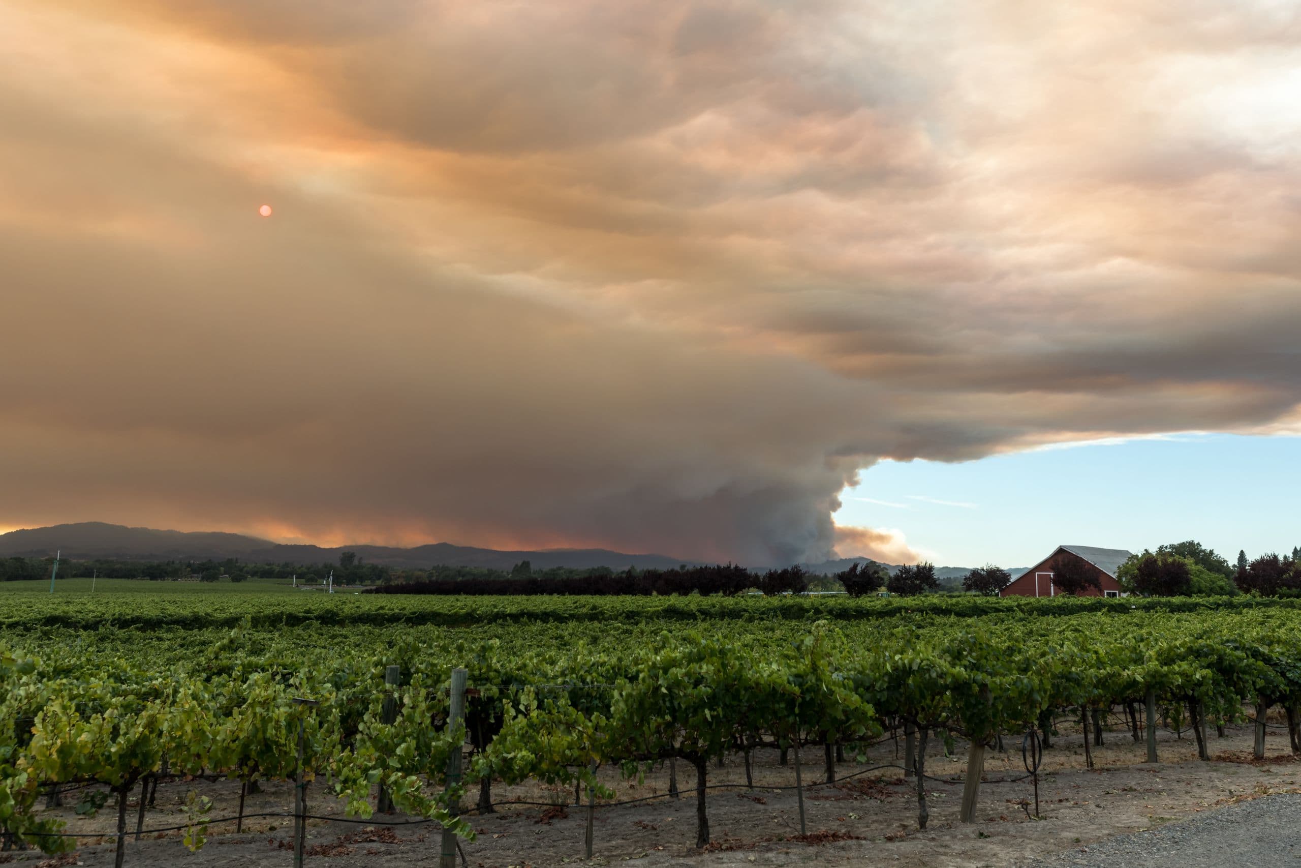 CAWG Addresses Grape Grower & Winemaker Smoke Exposure Challenges