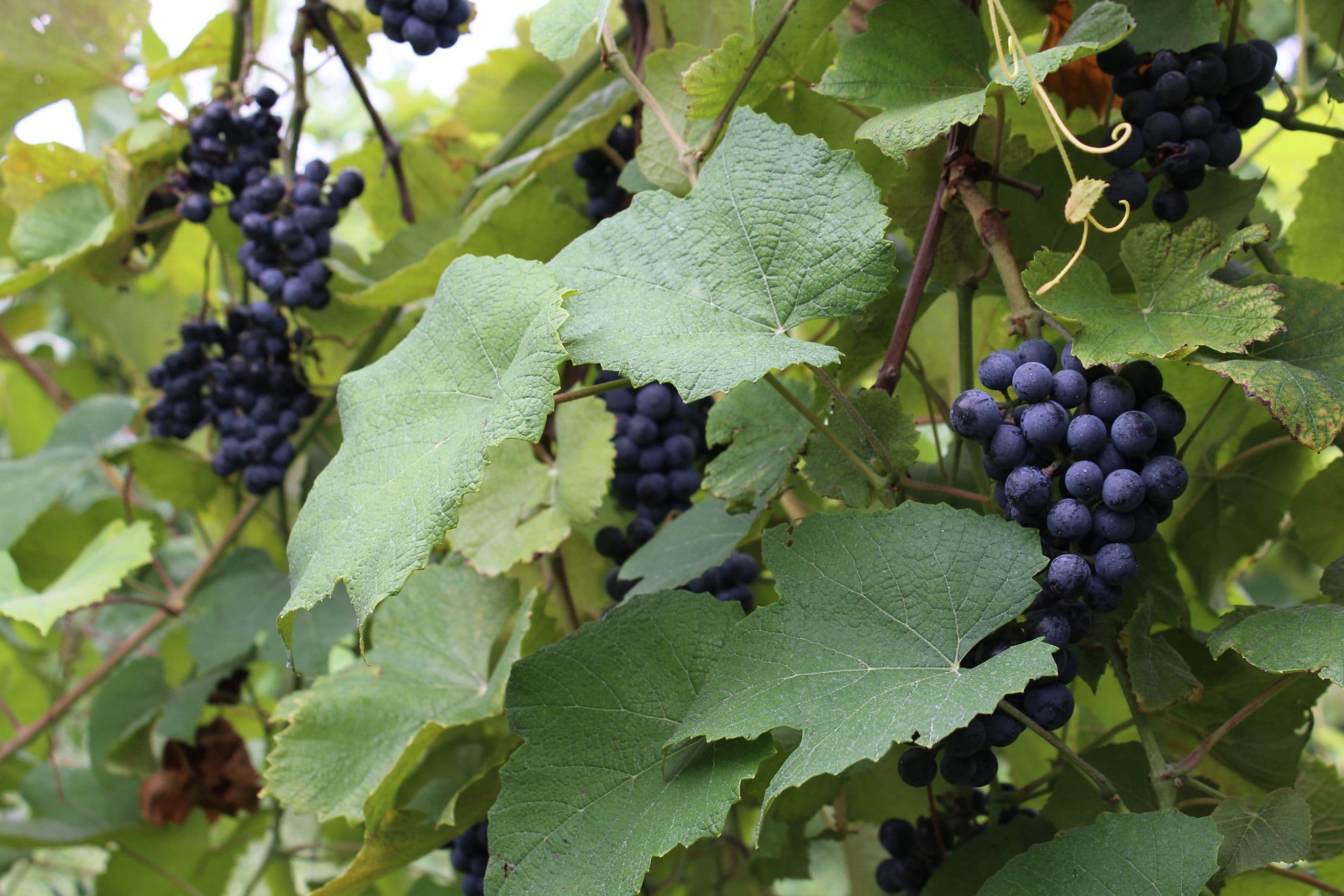 Time to Think About the 2021 Grape Growing Season