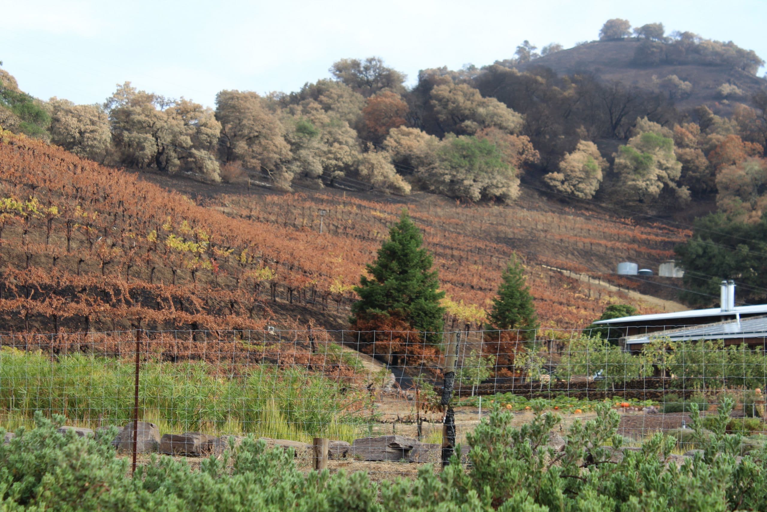 California’s Wine Industry Unites to Support Fire-Impacted Communities