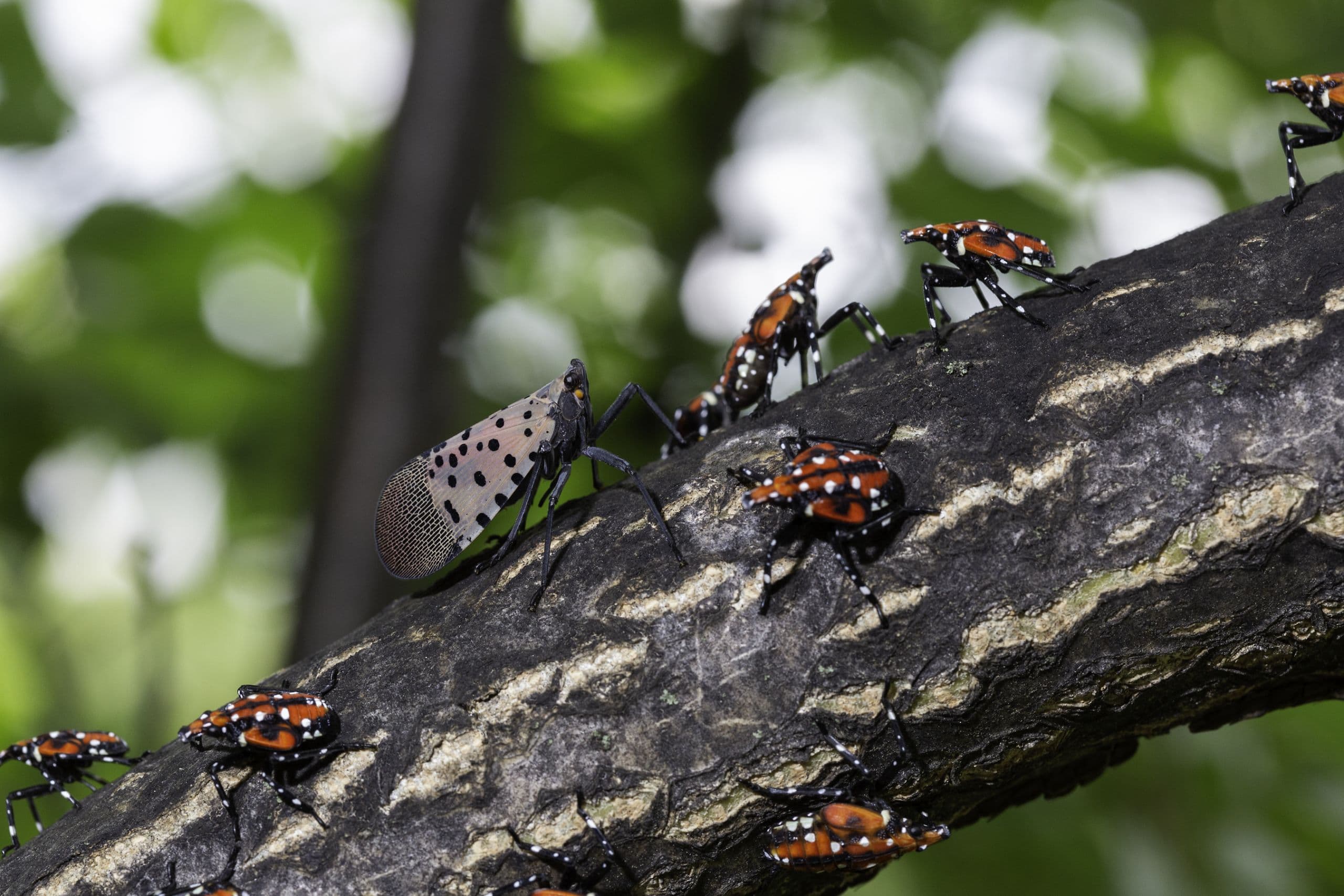 ARS Scientists Seek Answers from Spotted Lanternfly Dispersal