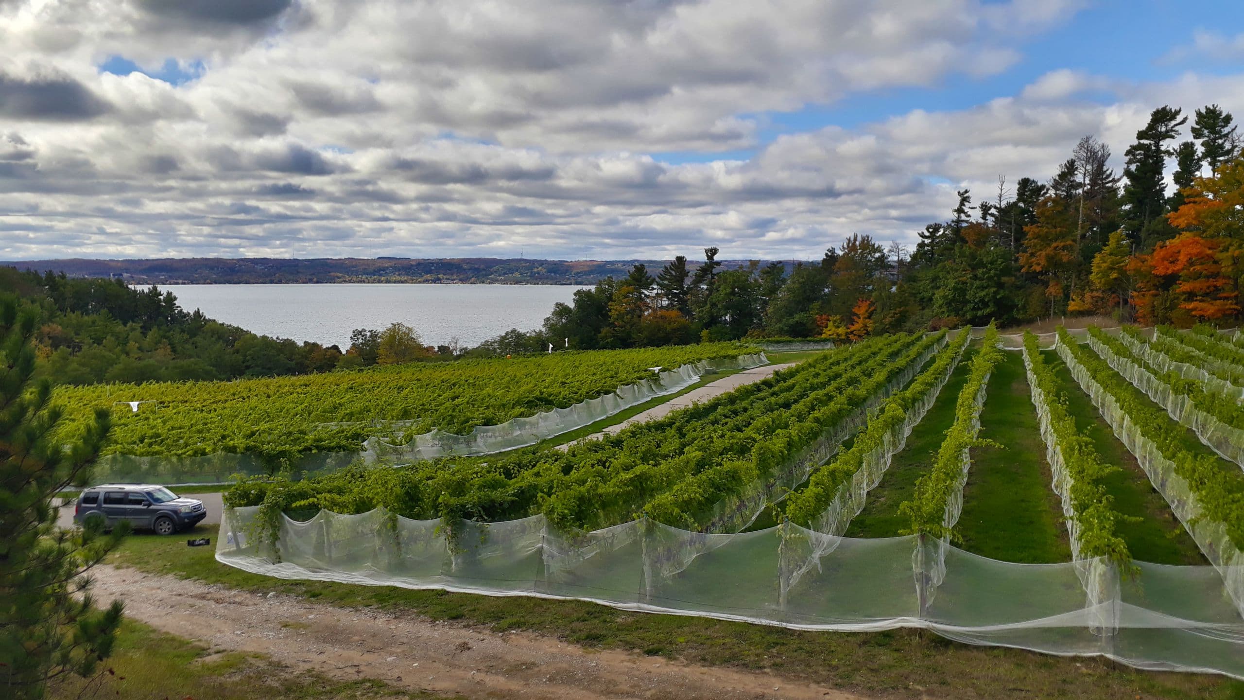 Bird Damage Reduction Strategies Utilizing Viticultural Practices
