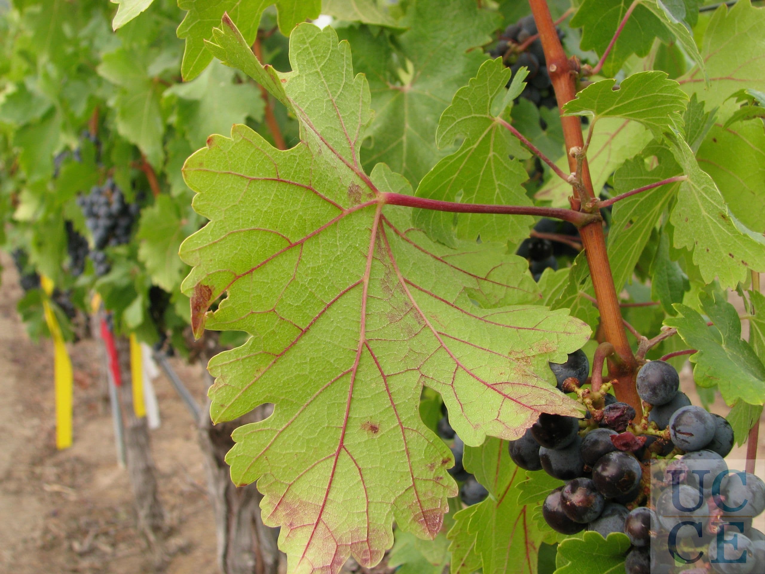 Grapevine Red Blotch Update from UC Davis Foundation Plant Services