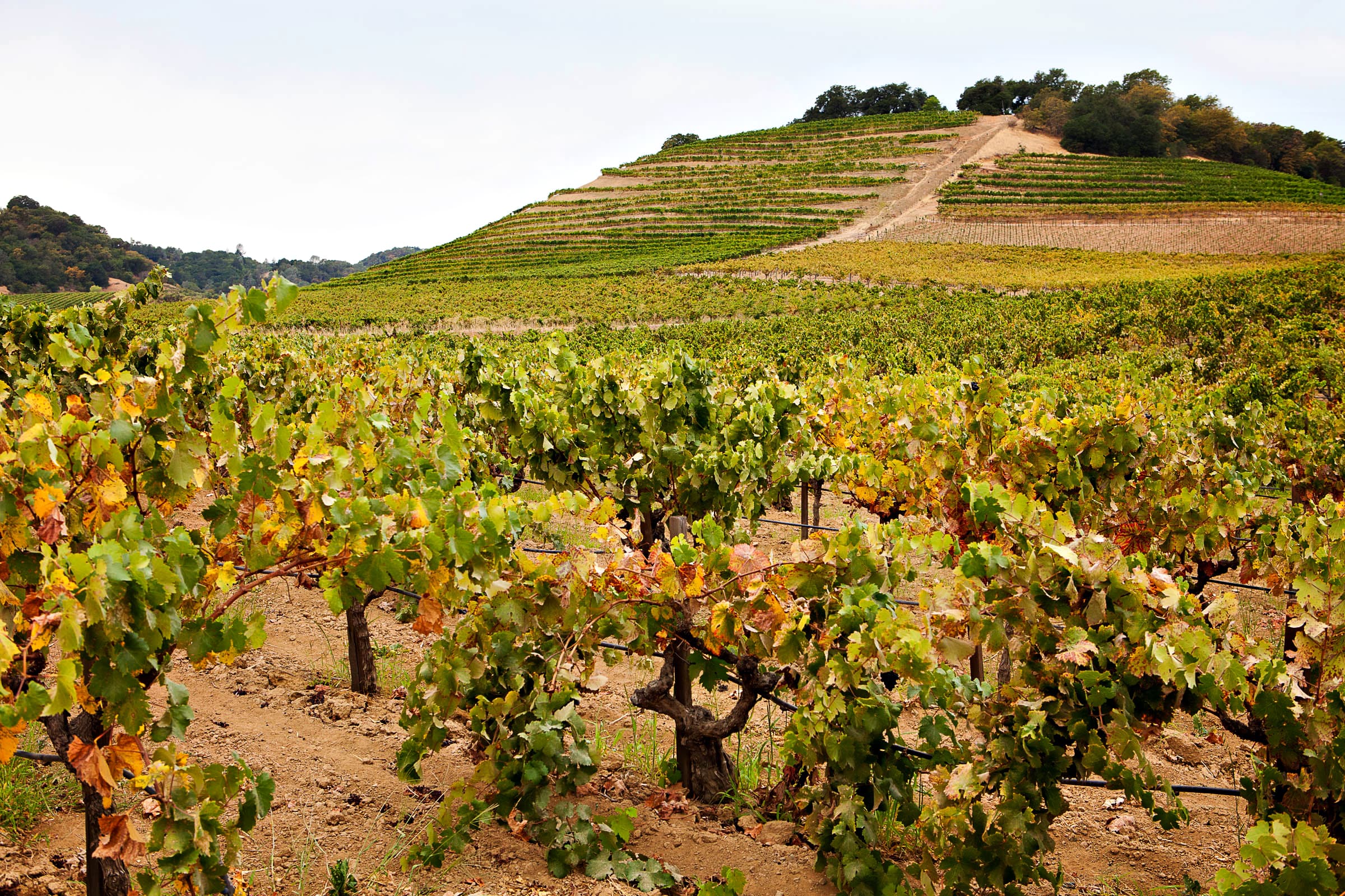 Seghesio Family Vineyards Celebrates 125th Anniversary Harvest