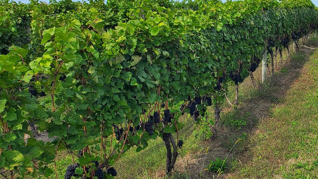 Grape Harvest Update with Michigan State University