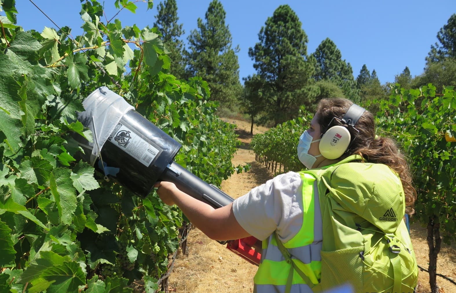 Researchers Continue Grapevine Red Blotch Vector Search