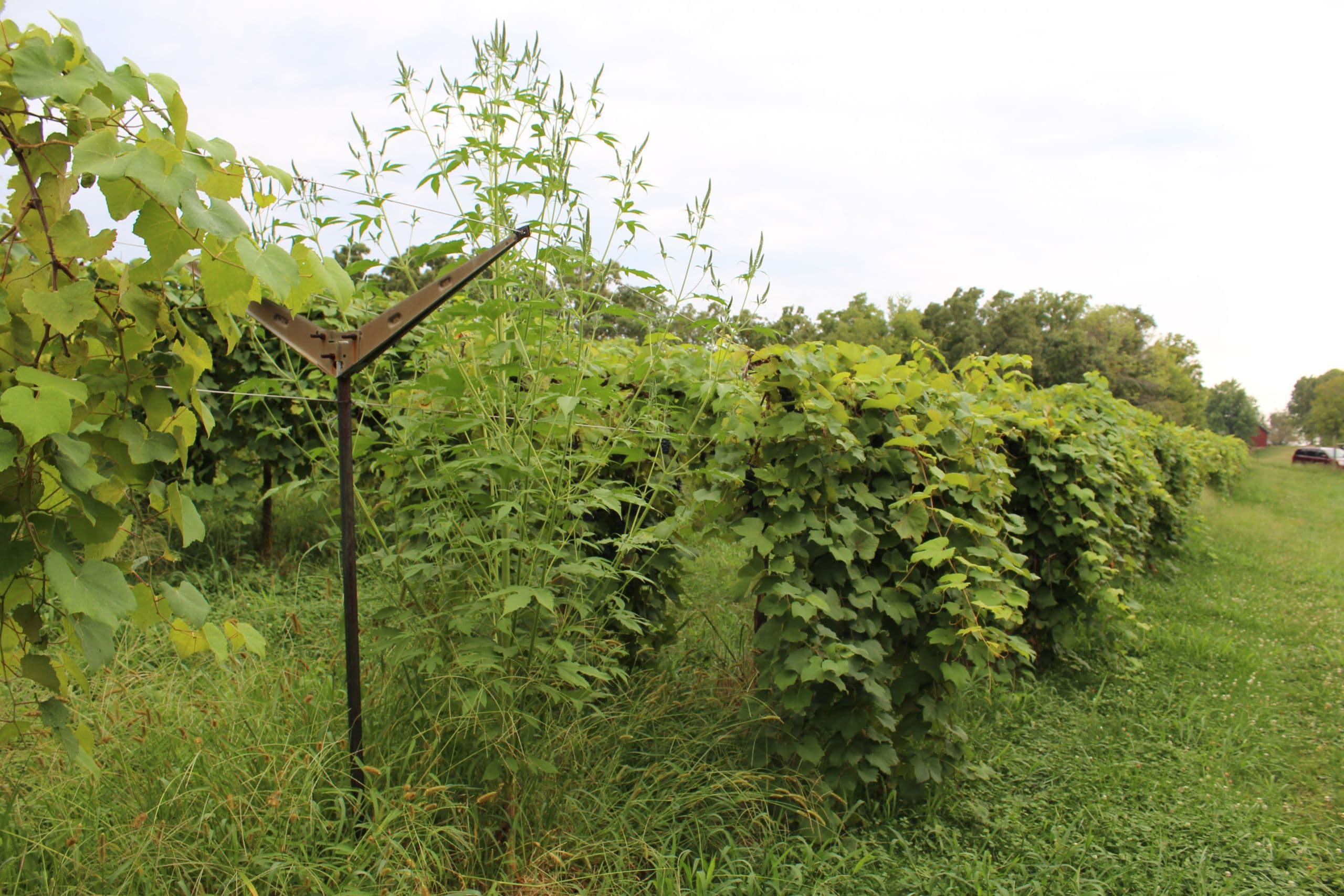 Weed Management in Vineyards Starts with Fall Herbicide Application