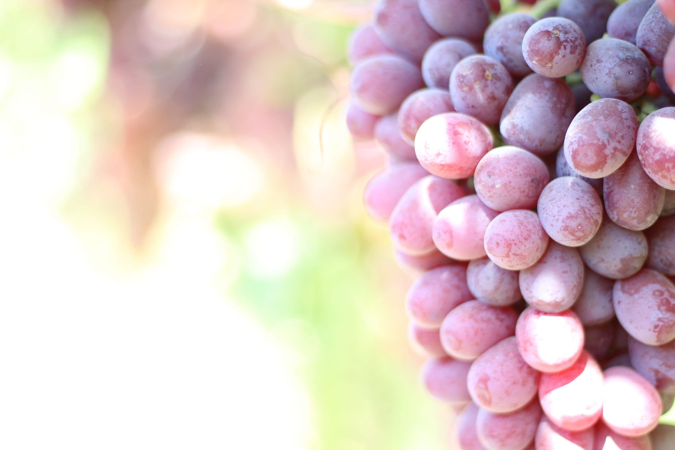 Promotable Volume of CA Table Grapes Available Through December