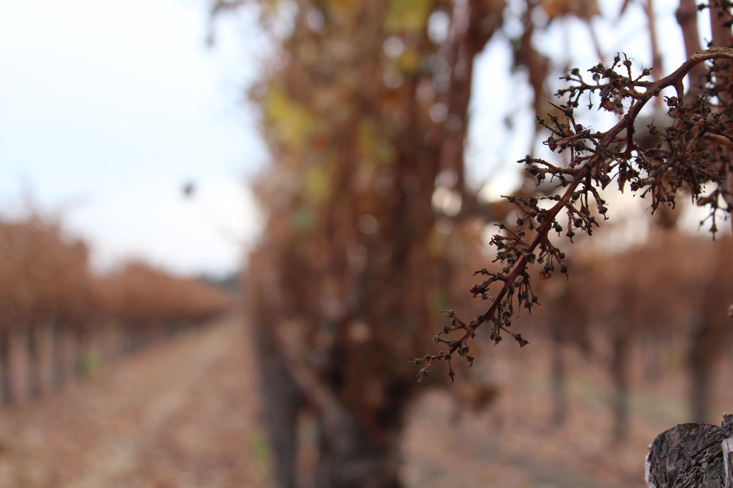 Some Vineyard Tasks to Prepare for Winter