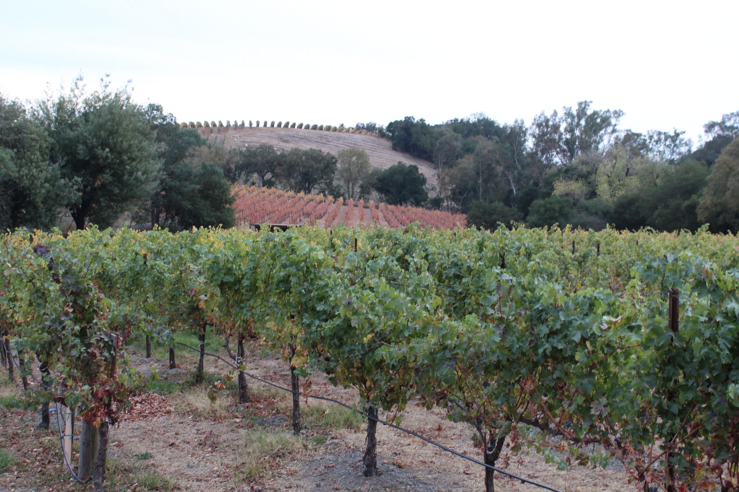 Post-Harvest Disease Management for Grapevine Downy & Powdery Mildew