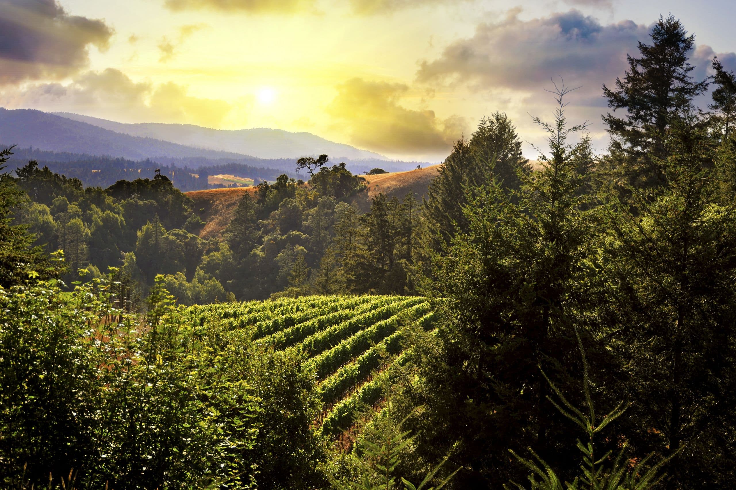 Mendocino Winegrowers Successfully Passes  ‘Mendocino County’ Labeling Law