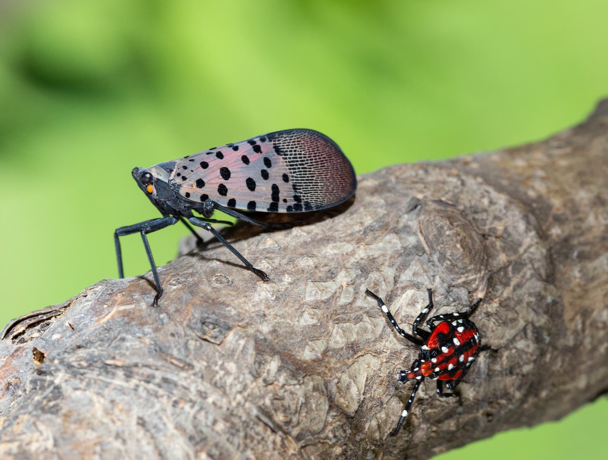 Canine Scent Detection Holds Promise in PA’s Fight Against Spotted Lanternfly