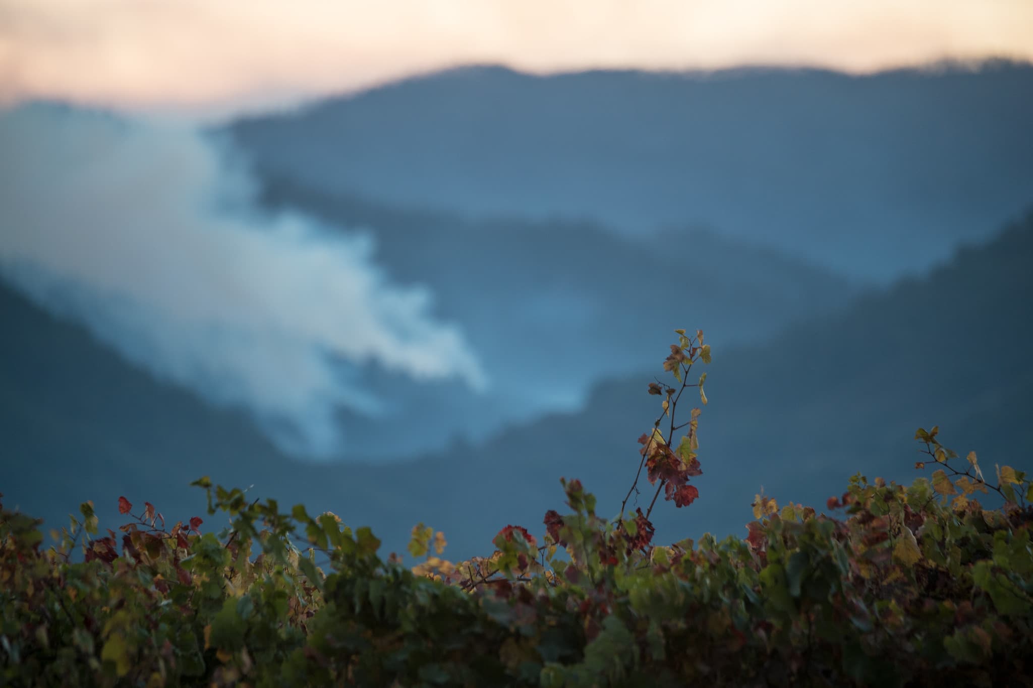 Understanding the Economic Consequences of Smoke Events for the Oregon Wine Industry