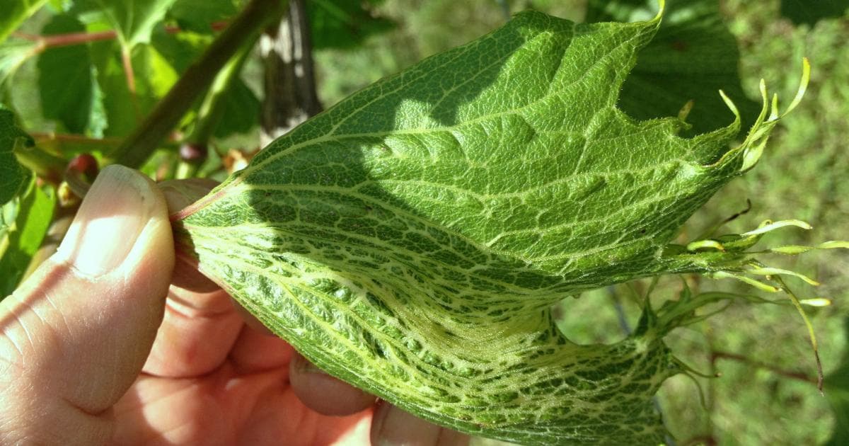Making “Sense” of Predicting Herbicide Drift