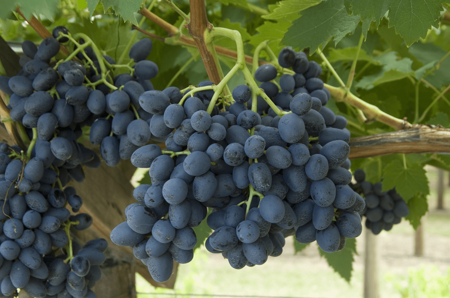 Australia Ramps Up Table Grape Production and Exports