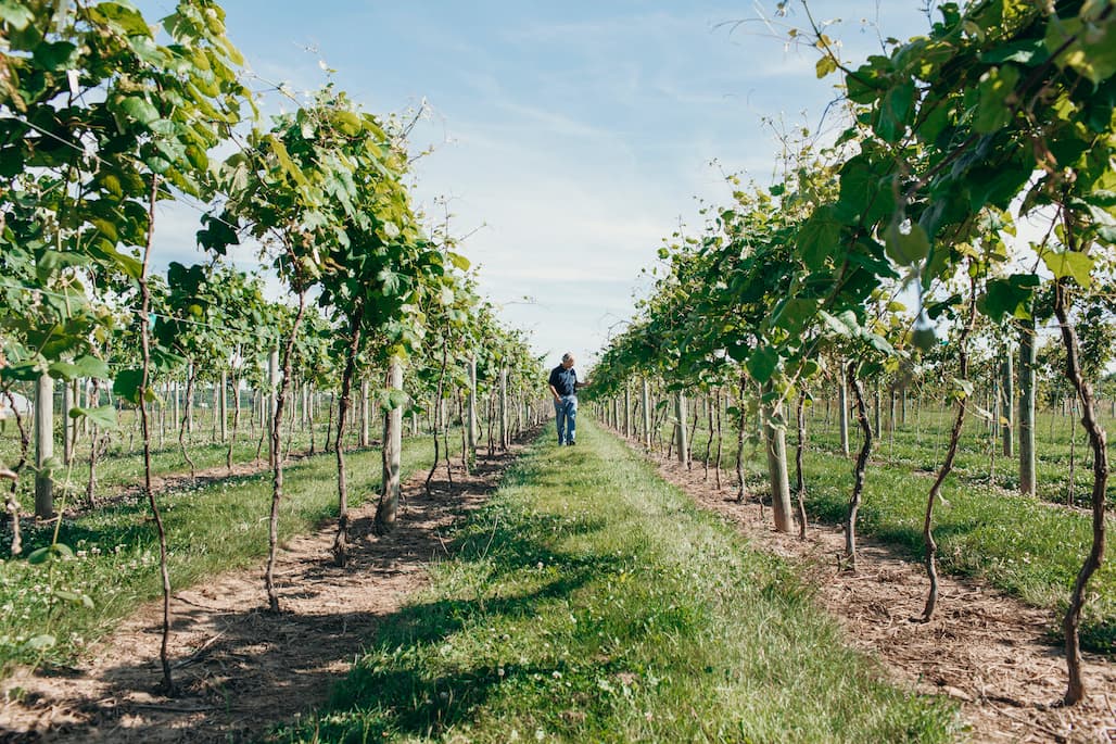 New York Grape Harvest Update with Cornell