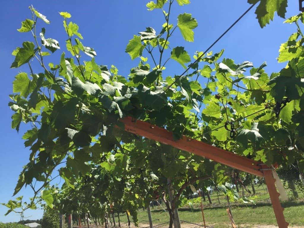 Assessment of PD Resistant Predominantly European Grape in Alabama