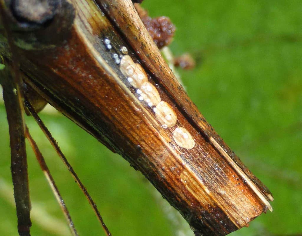 Post-Harvest Insect Pest Management in Grape