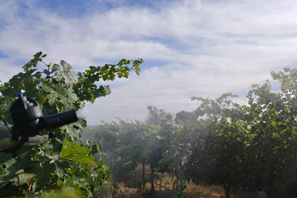 Helping Grape Growers Combat Extreme Heat