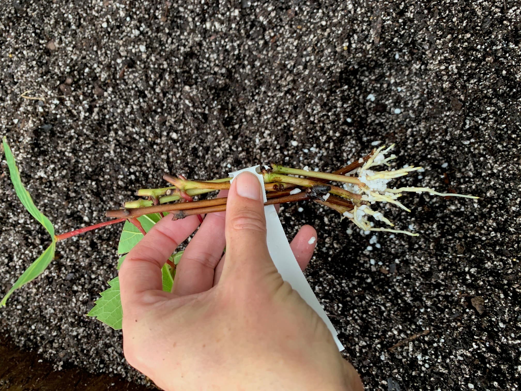 Things to Consider Before Propagating Your Own Grapevines