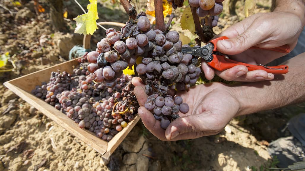 How to Prevent Grape Bunch Rot