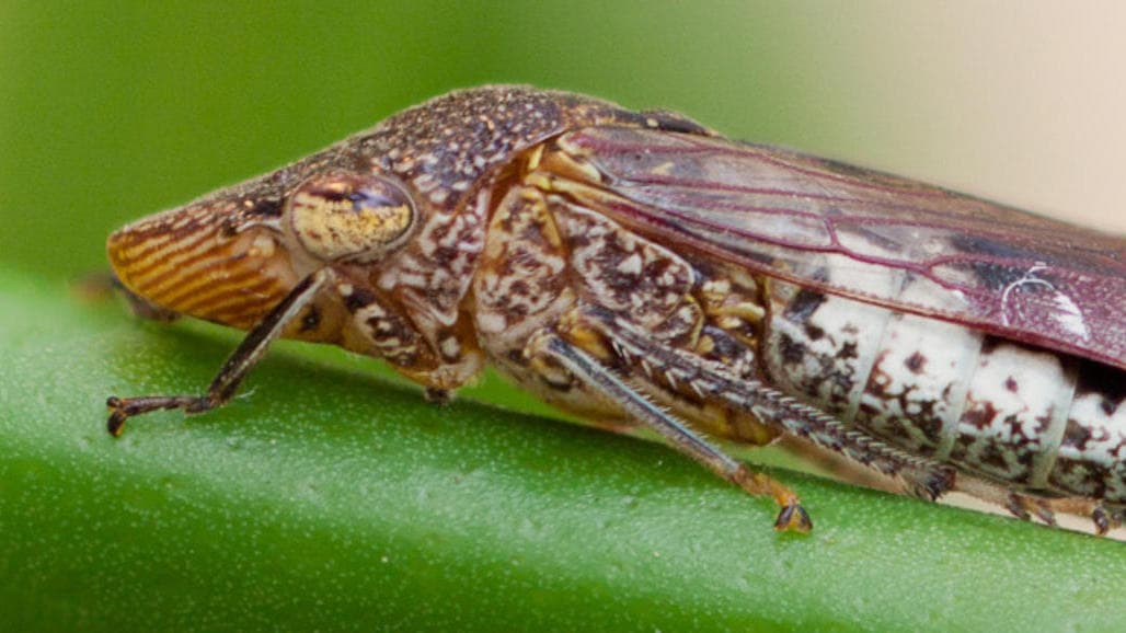Glassy-Winged Sharpshooter Numbers Threaten Resurgence of Pierce’s Disease in SJV Grapes