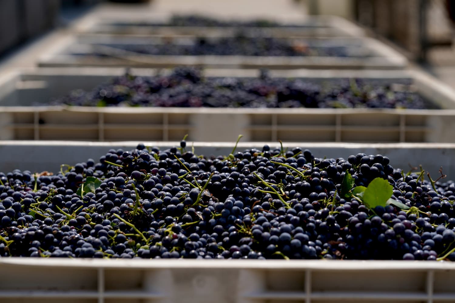Fresno State Enology Professor Infuses Curriculum With An Entrepreneurial Twist