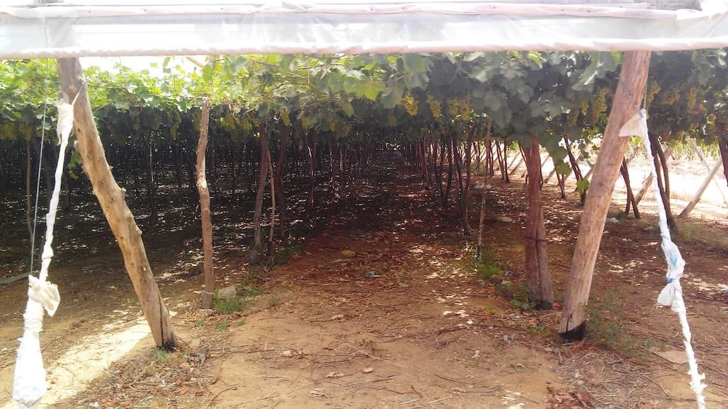Egypt Remains Competitive in International Table Grape Markets