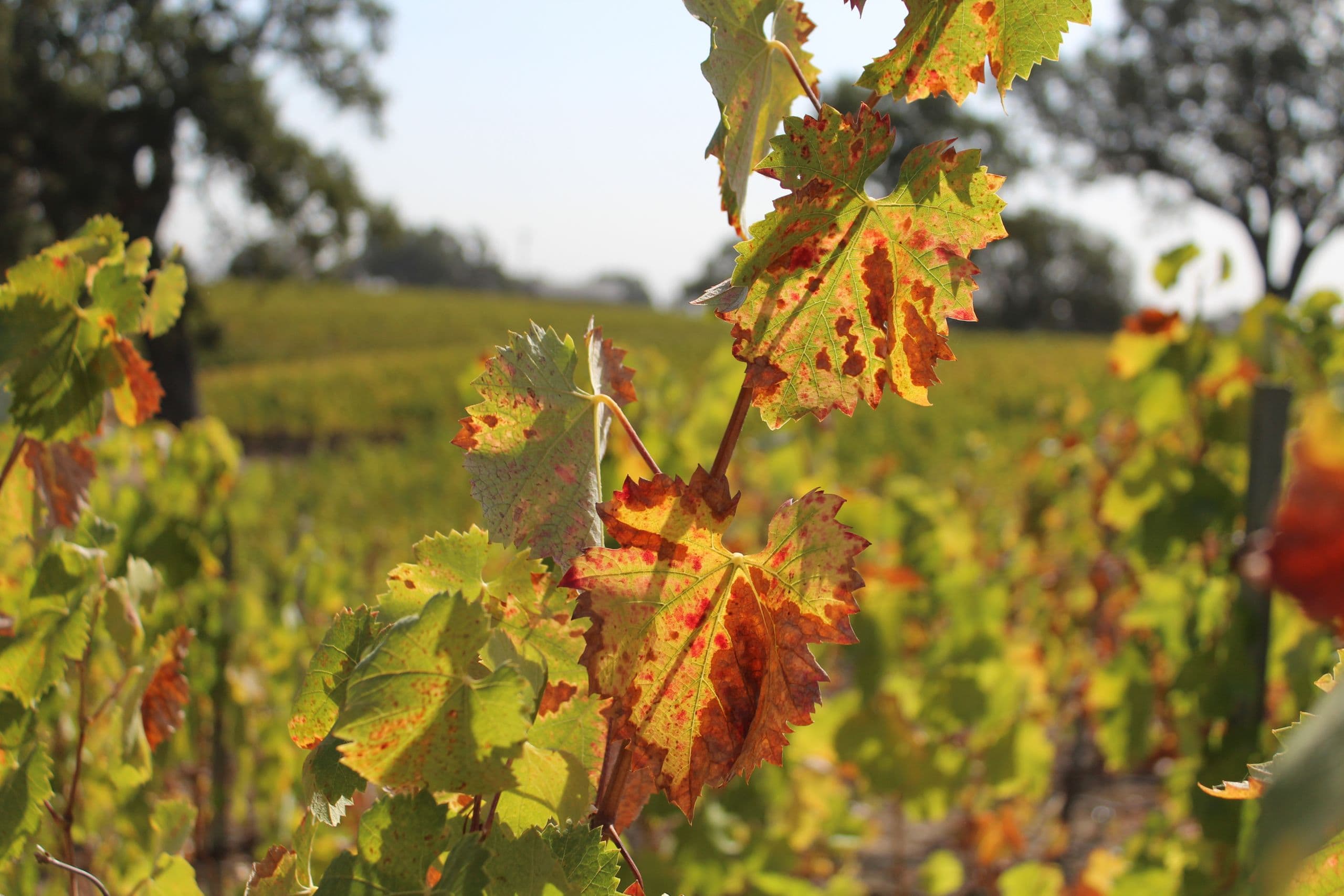 Loop-Mediated Isothermal Amplification for Grapevine Red Blotch Disease Diagnosis
