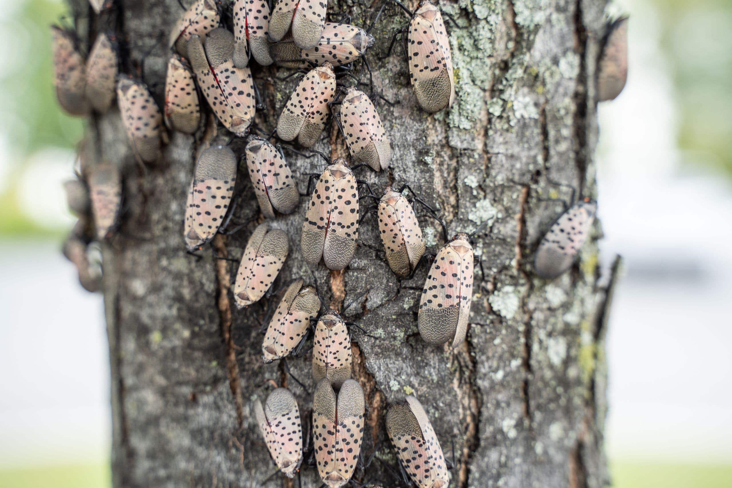 Detection of Dead Spotted Lanternflies in Michigan Highlights Need for Vigilance