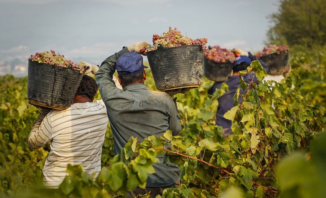 NM Winery Brings Home Awards from International Wine Competitions