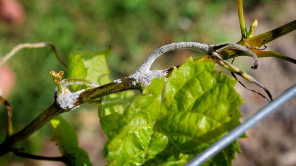 New Synthetic Antimicrobial Peptide Aptamer Targeting Causal Agent of Grapevine Downy Mildew Identified