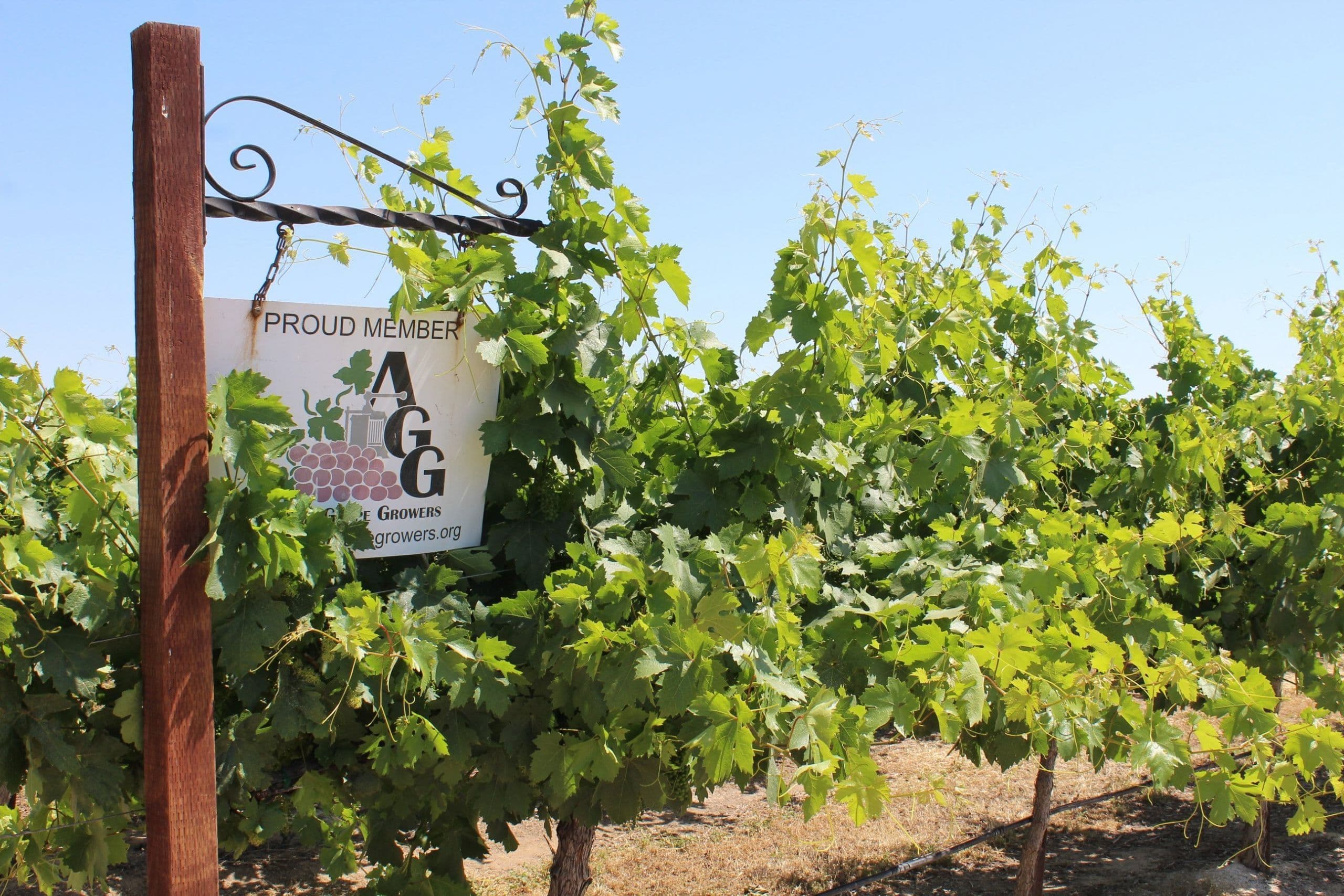 Allied Grape Growers Hires Michael Haddox as Manager of Central Coast Operations
