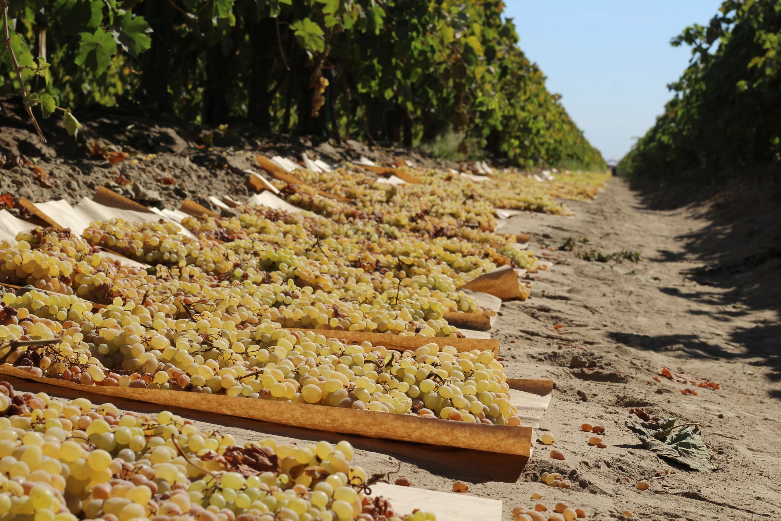 Raisin Bargaining Association Makes New Raisin Price Offer