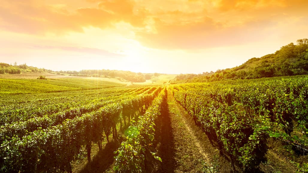 Sonoma County Winegrowers to Launch U.S. Wine Industry’s First Innovation Accelerator