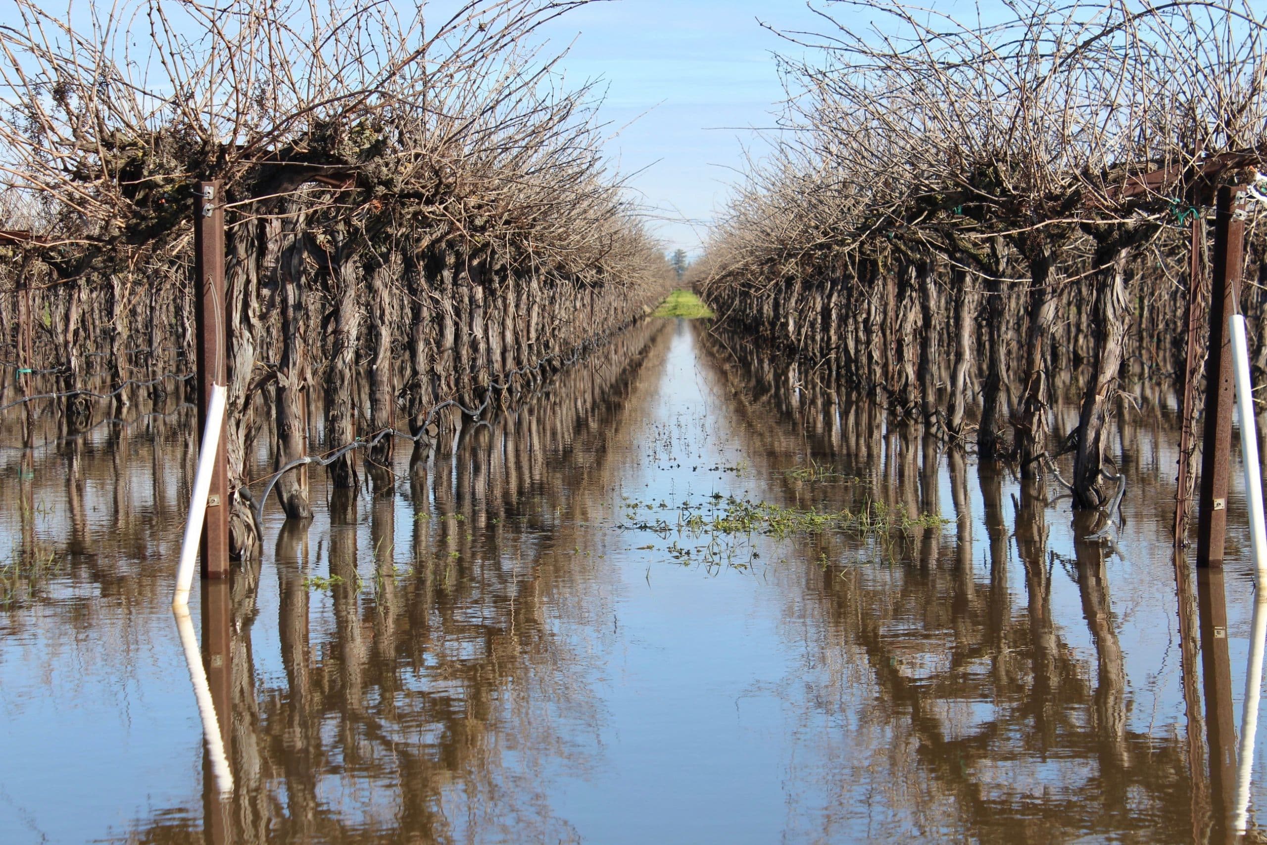 Vineyards Serve as Ideal Groundwater Recharging Sites