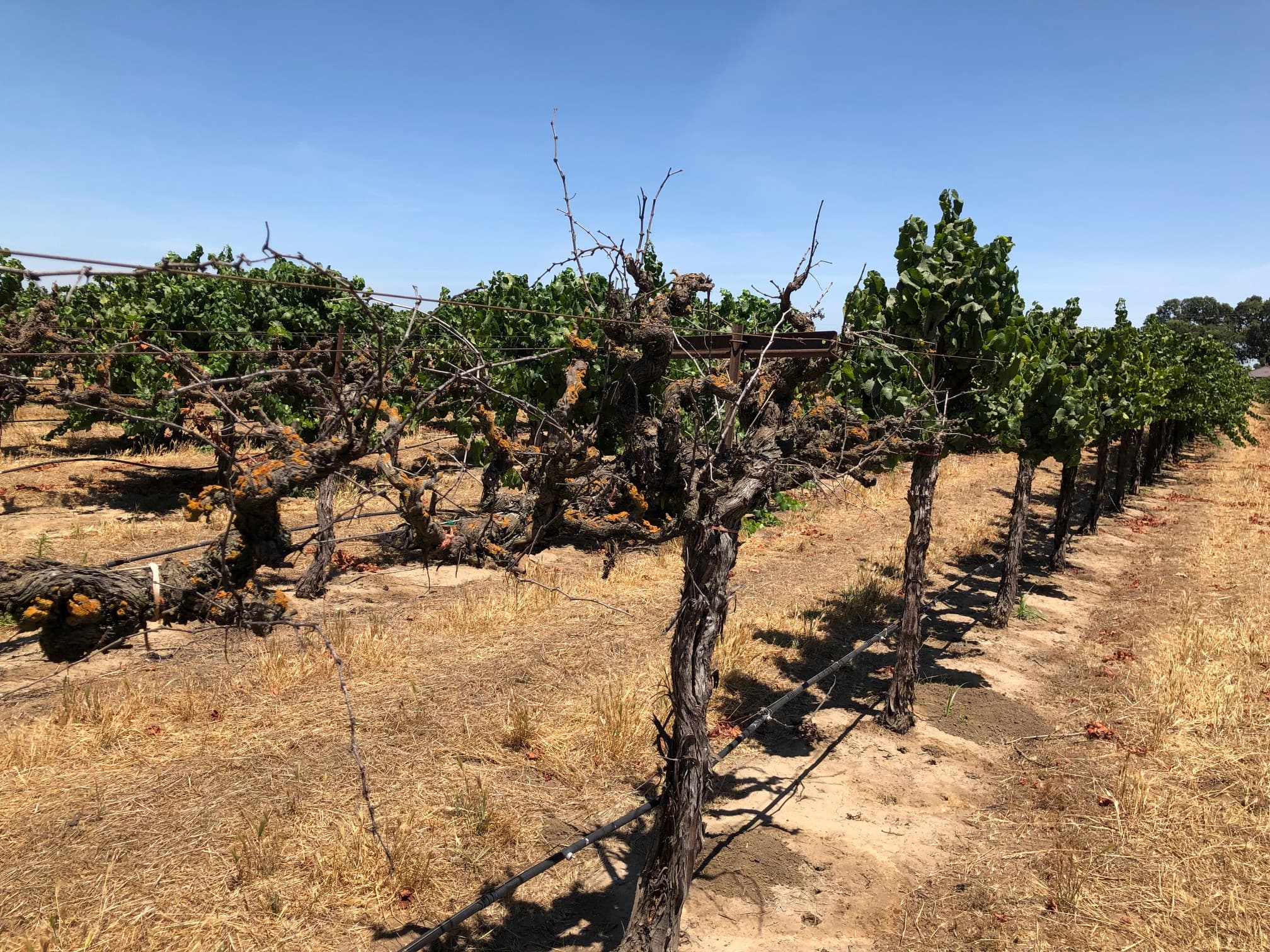 What Growers Need to Know about Sudden Grapevine Collapse