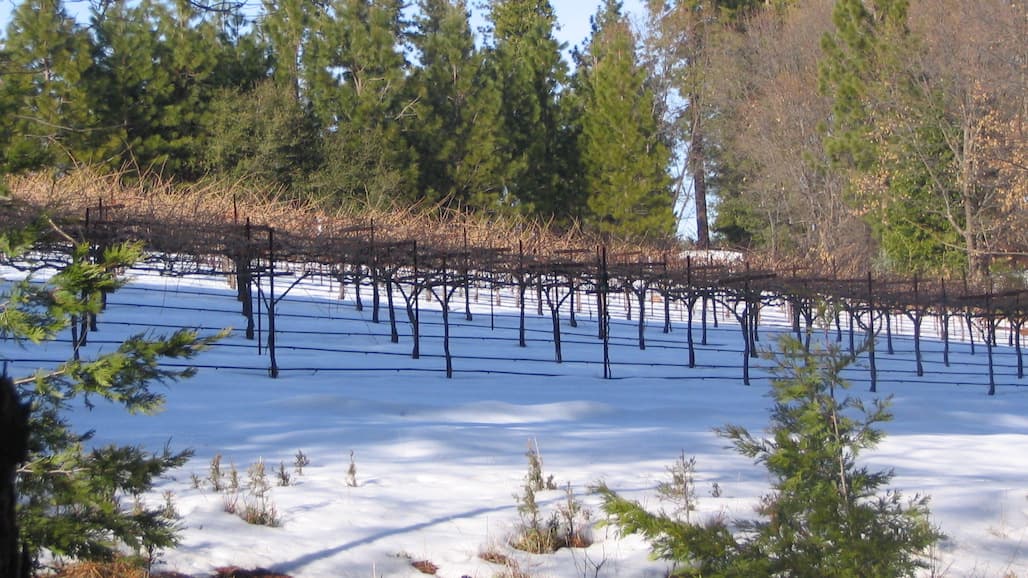 Determining Cold-Injury to Grape Buds