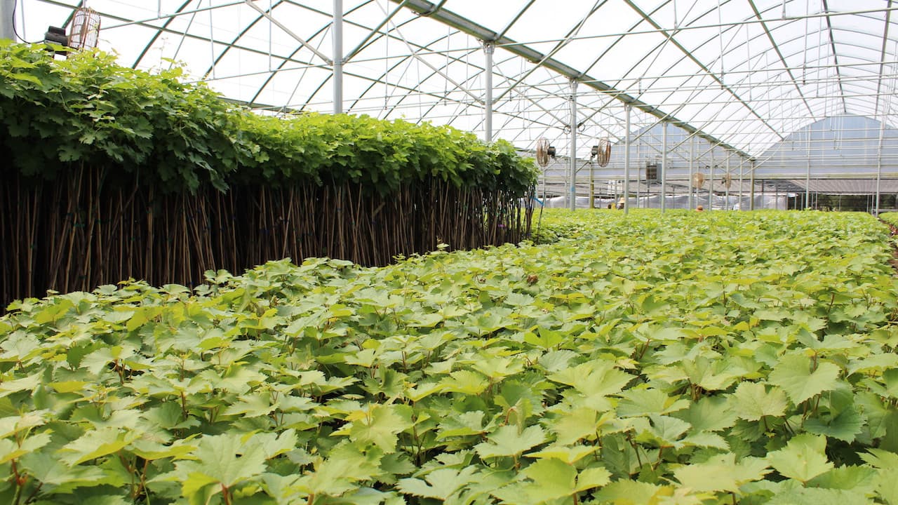 New Grapevine Rootstock Characteristics & Availability